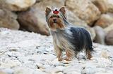 YORKSHIRE TERRIER 411